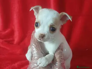 Chihuahua perros Chihuahua Mini - Anuncio 18
