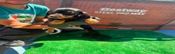 Teckel Miniatura perros en venta: Teckel mini  - Anuncio 1