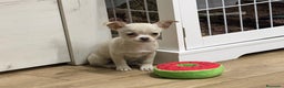 Chihuahua perros en venta: Chihuahua Toy hembra  - Anuncio 1