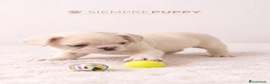 Bulldog Francés 1