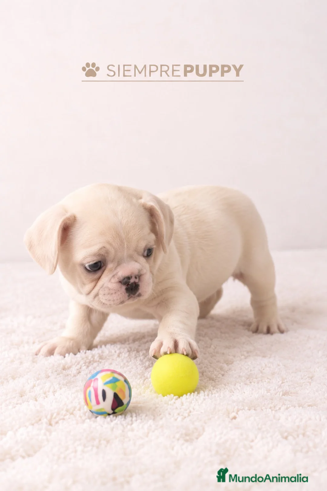 Bulldog Francés perros en venta: CACHORRO BULLDOG FRANCÉS PLATINUM - Anuncio 2