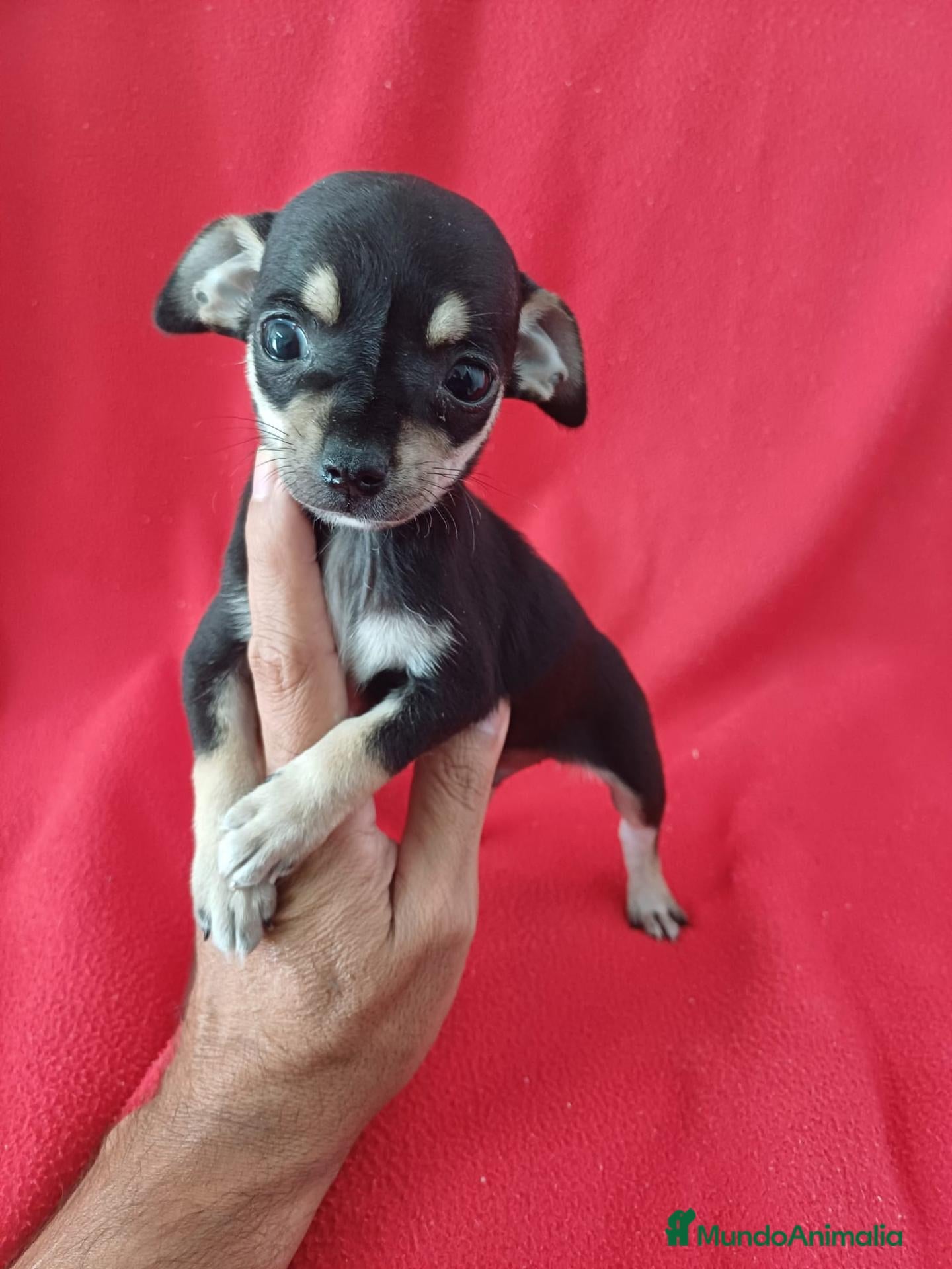 Chihuahua perros Chihuahua Mini  - Anuncio 1