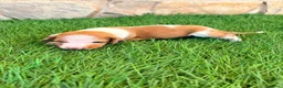 Teckel Miniatura perros en venta: Teckel miniatura bicolor  - Anuncio 18