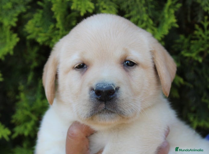 Imagen de galería {{count}}