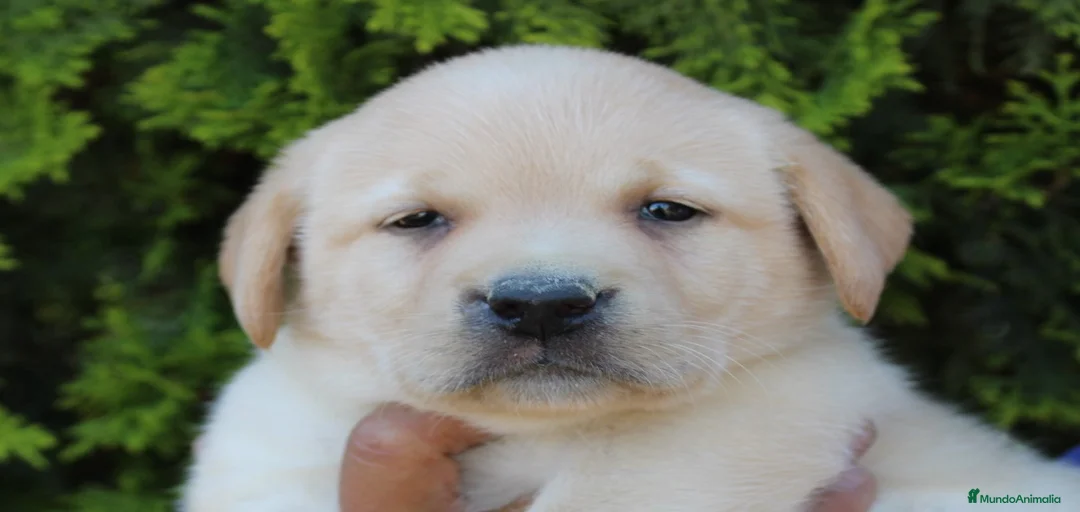 Imagen de galería {{count}}