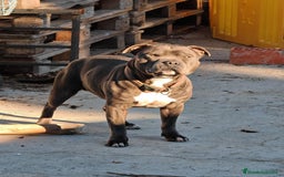 Staffordshire Bull Terrier perros en venta: Staffordshire bull terrier Blue - Imagen 7