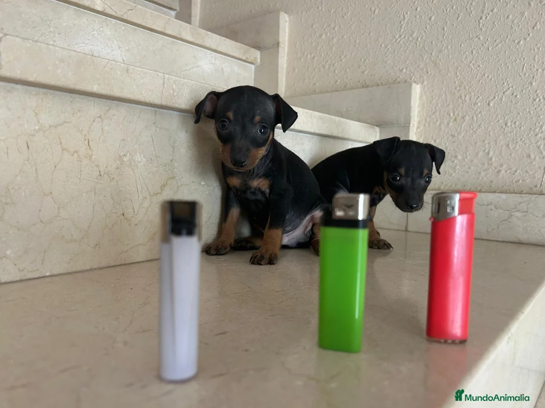 Pinscher Miniatura perros en venta: PINCHER MINIATURA - Anuncio 2