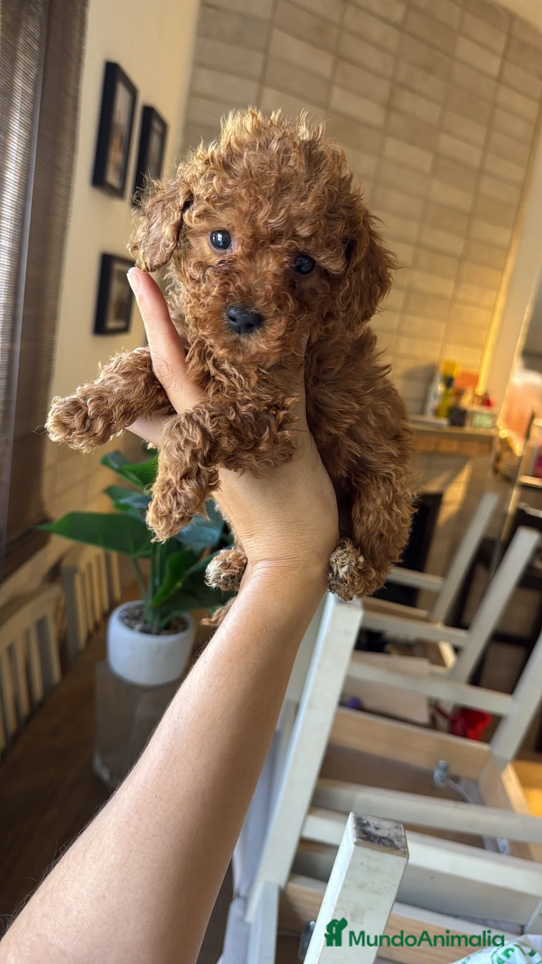 Caniche Toy perros en venta: Caniche Toy  - Anuncio 2