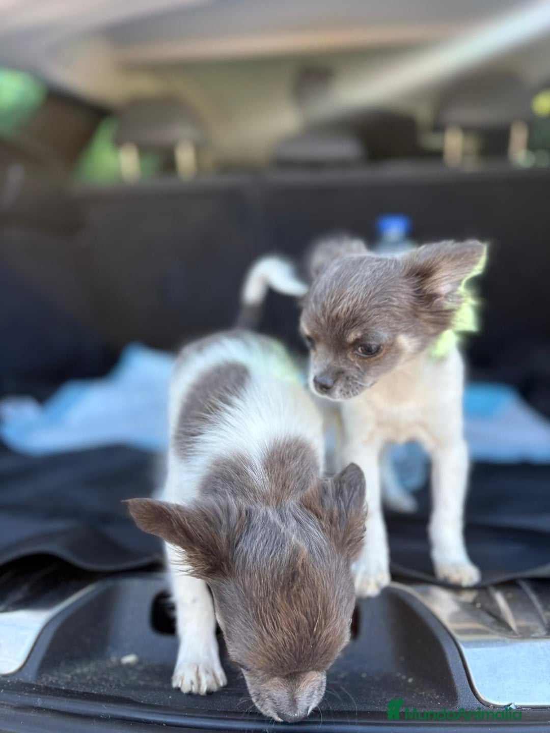 Chihuahua perros en venta: Chihuahuas pelo largo blanco blue - Imagen 8