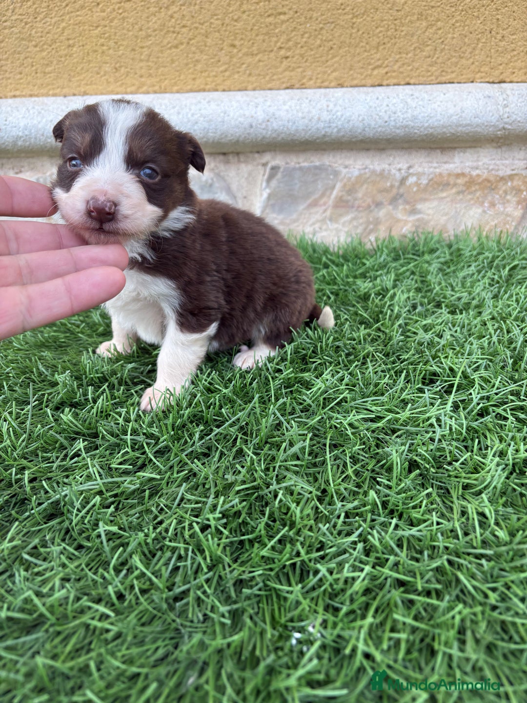 Border Collie perros en venta: Border Collie hembra chocolate  - Anuncio 2