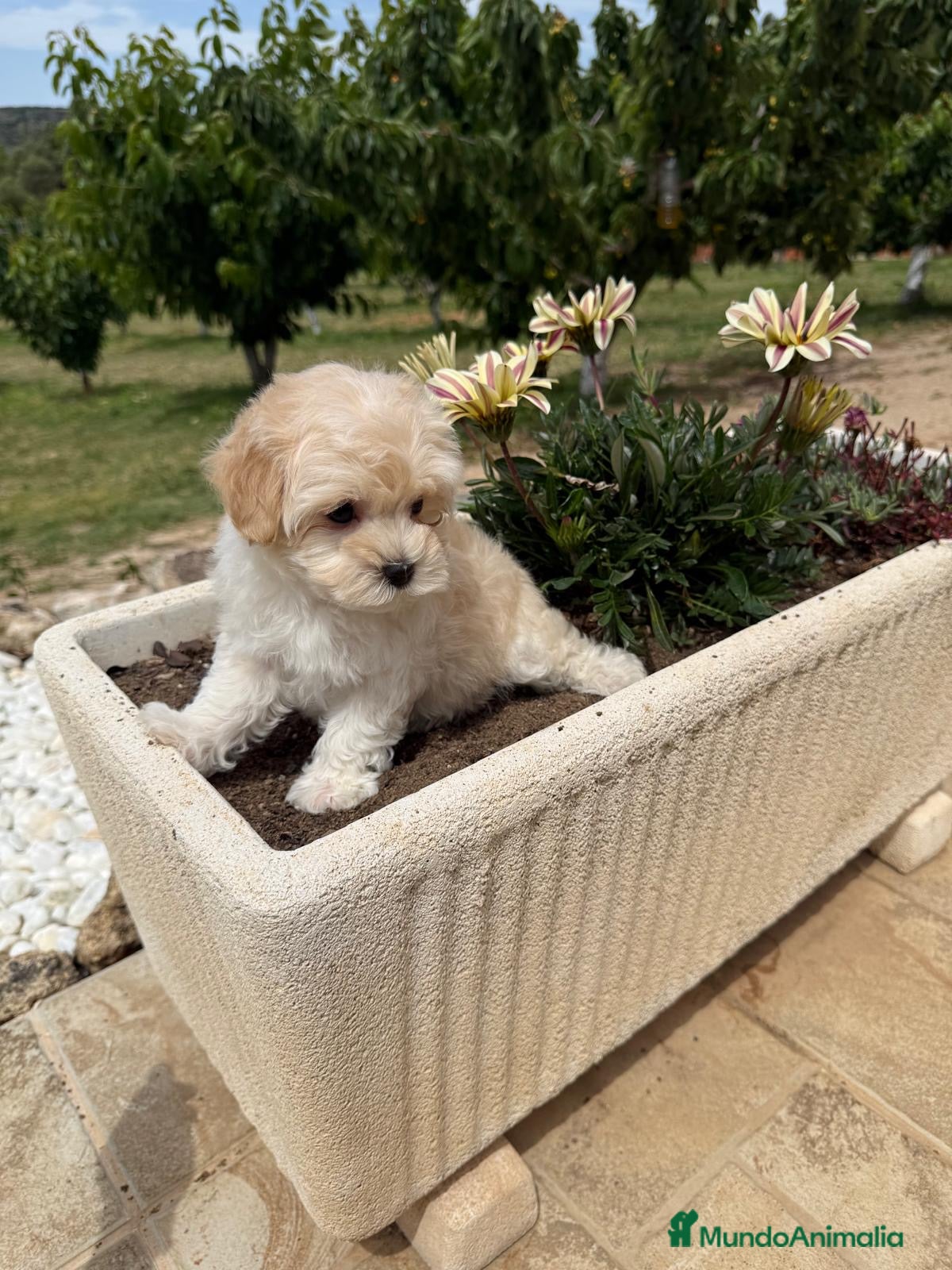 Maltipoo perros en venta: Maltipoo toy disponible !!! - Anuncio 11