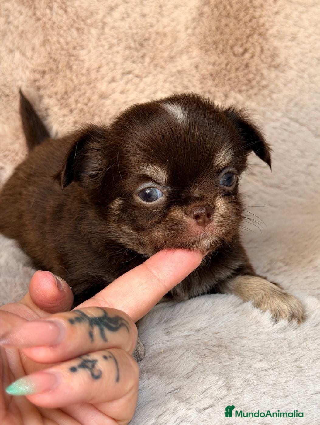 Chihuahua perros Chihuahuas toy🐾 - Anuncio 2