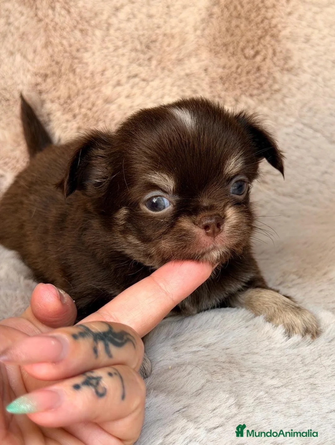 Chihuahua perros en venta: Chihuahuas toy🐾 - Anuncio 1