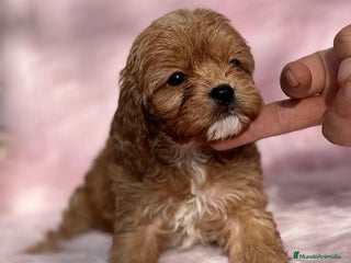 Cavapoo perros en Barcelona - Anuncio 5