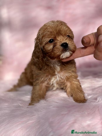Cavapoo perros en Barcelona - Anuncio 5