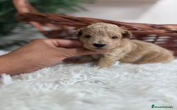 Maltipoo perros en venta: MALTIPOO HEMBRA - Imagen 5