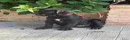 Cane Corso perros en venta: Cachorro cane corso - Anuncio 3