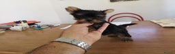 Yorkshire Terrier perros en venta: Espectaculares cachorritos yorkshire  - Anuncio 1