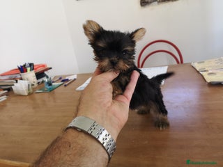 Yorkshire Terrier perros Espectaculares cachorritos yorkshire - Anuncio 1