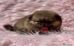 Pomerania perros en venta: POMERANIA TOY DISPONIBLES - Imagen 6