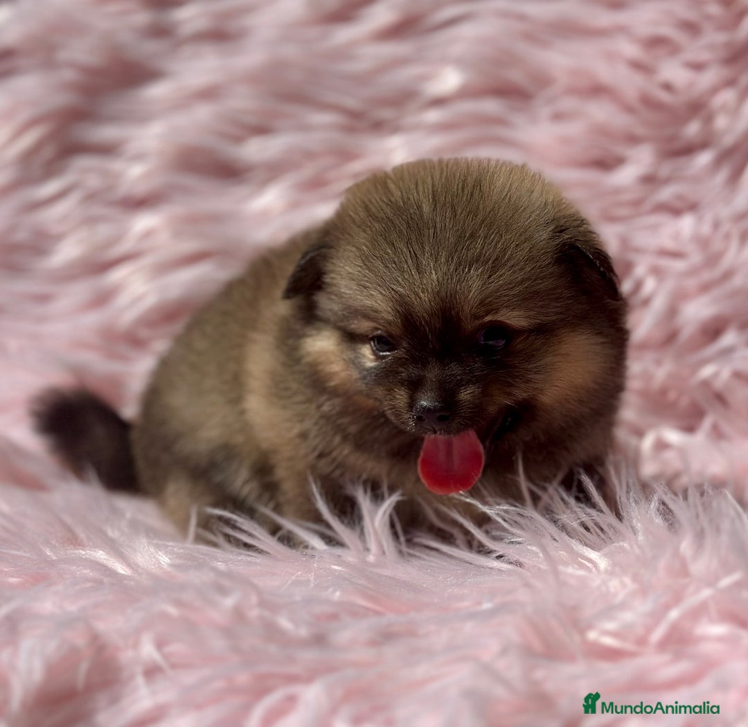 Pomerania perros en venta: POMERANIA TOY DISPONIBLES - Imagen 6