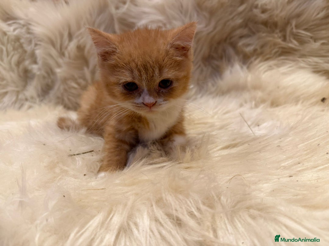 Británico de Pelo Corto gatos en venta: Hembra British Bicolor - Anuncio 11