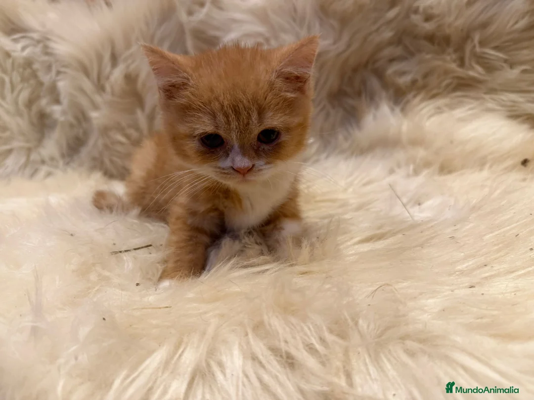 Británico de Pelo Corto gatos en venta: Hembra British Bicolor - Anuncio 11