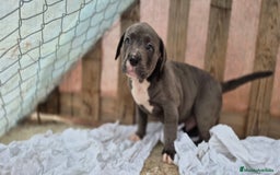 American Bully perros en venta: American Bully Pocket - Imagen 3