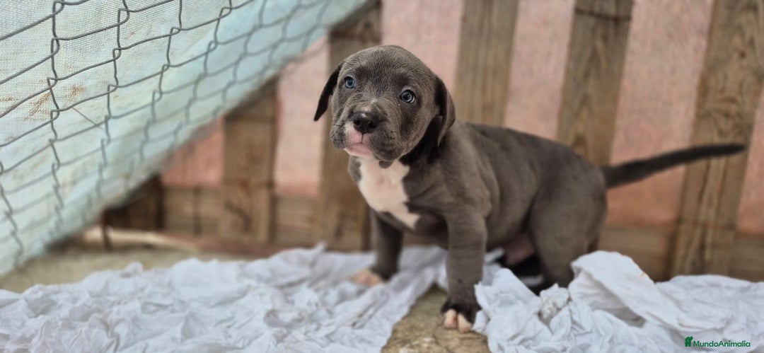 American Bully perros en venta: American Bully Pocket - Imagen 3