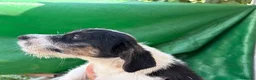 Jack Russell Terrier perros en venta: Jack terrier  - Anuncio 10