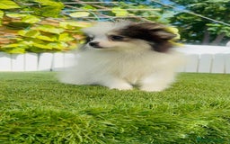 Pomerania perros en venta: POMERANIA HEMBRA ENVIOS A TODA ESPAÑA - Imagen 26