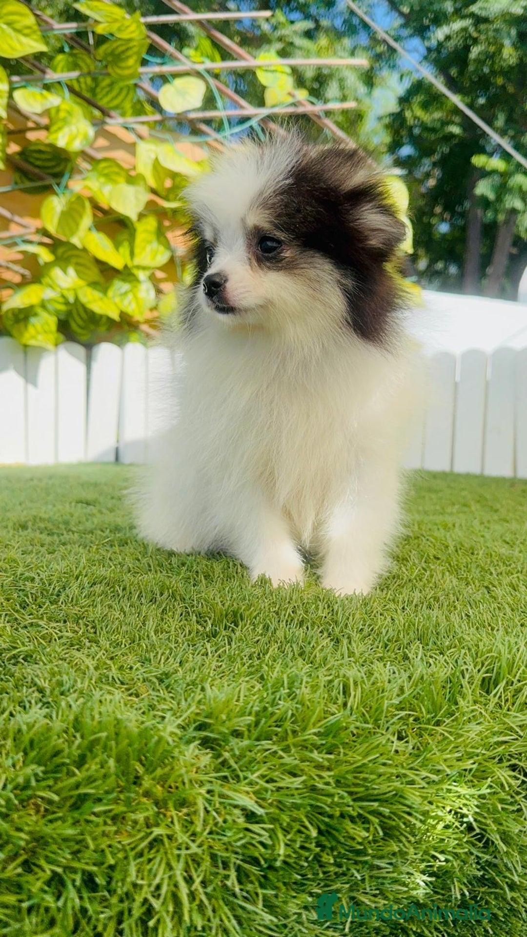 Pomerania perros en venta: POMERANIA HEMBRA ENVIOS A TODA ESPAÑA - Imagen 26