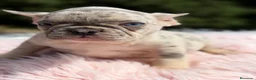 Bulldog Francés perros en venta: Bulldog Merle ojos azules  - Anuncio 9