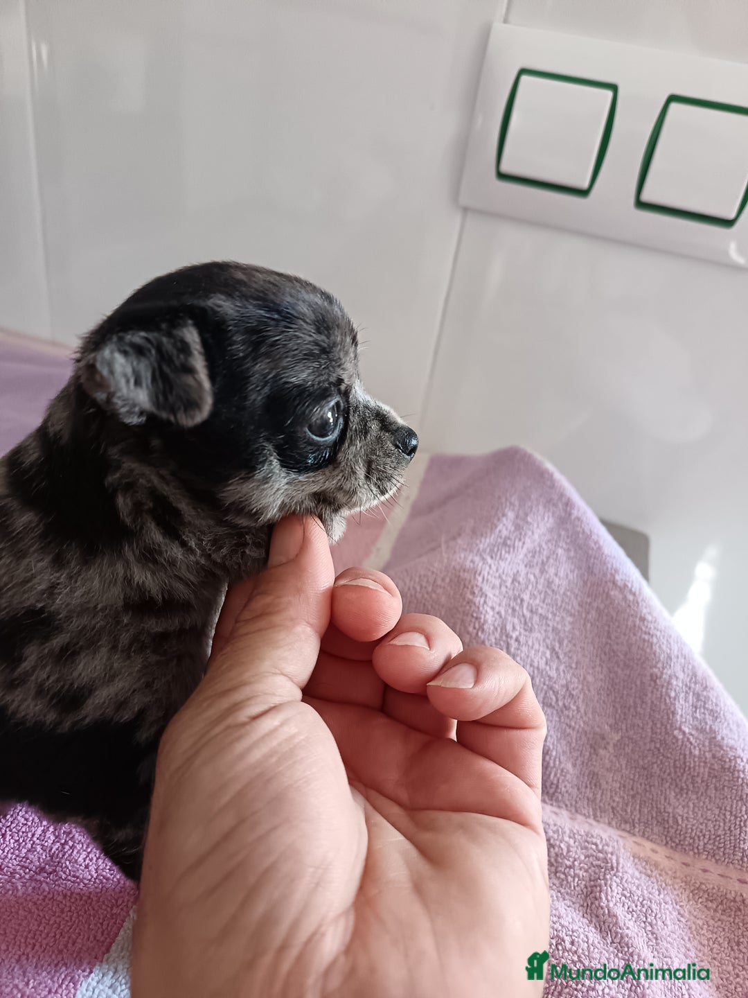 Chihuahua perros en venta: Chihuahua macho  - Imagen 2