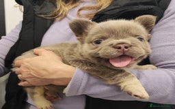 Bulldog Francés perros en venta: Bulldog Frances Fluffy cachorros impresionantes  - Imagen 5