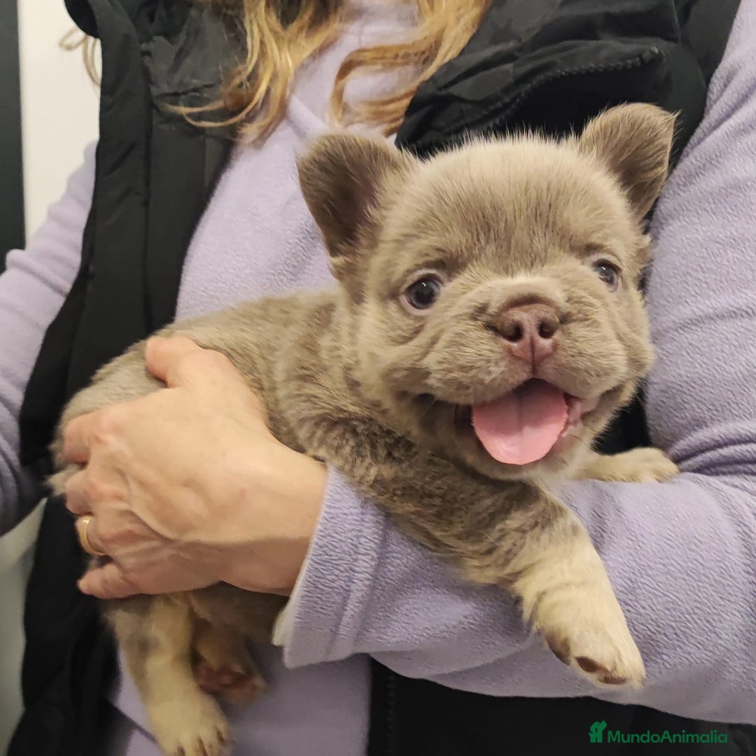 Bulldog Francés perros en venta: Bulldog Frances Fluffy cachorros impresionantes  - Imagen 5