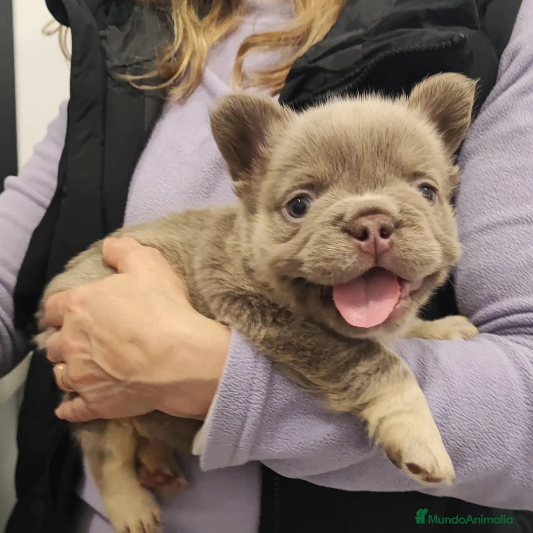 Bulldog Francés perros en venta: Bulldog Frances Fluffy cachorros impresionantes  - Anuncio 5