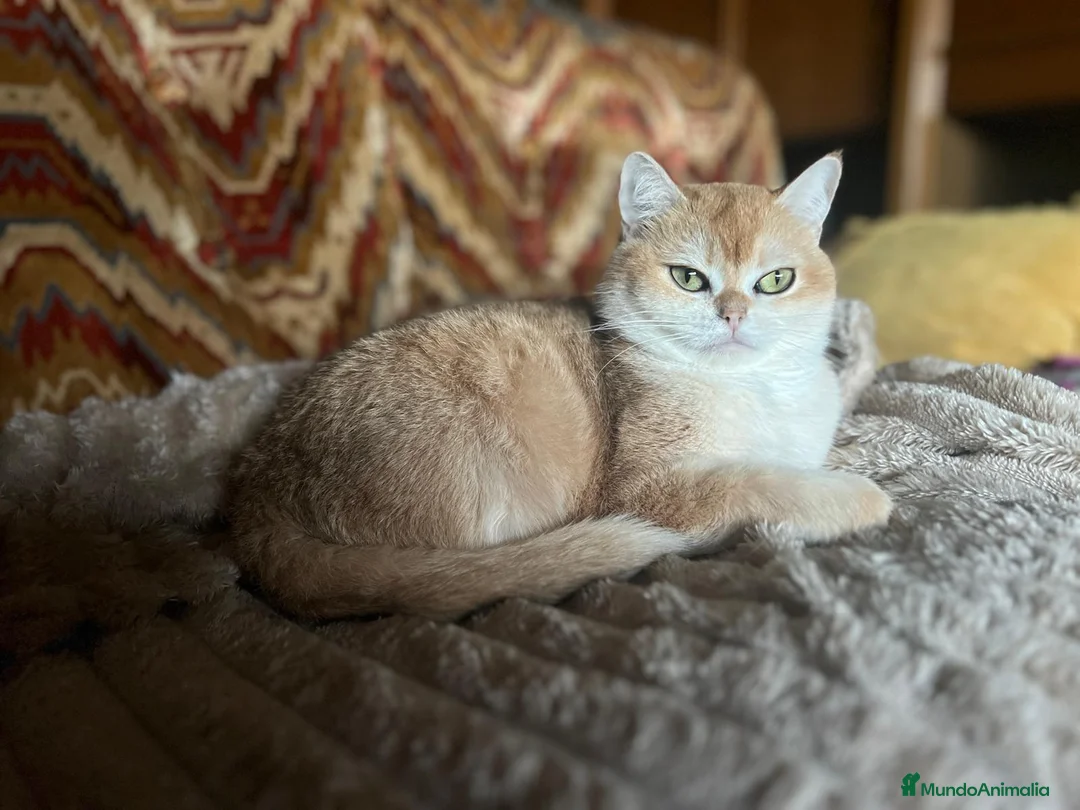 Británico de Pelo Corto gatos en venta: Hogar definitivo para Luna - Anuncio 2