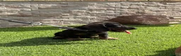 Teckel perros en venta: Cachorro  teckel  - Anuncio 4