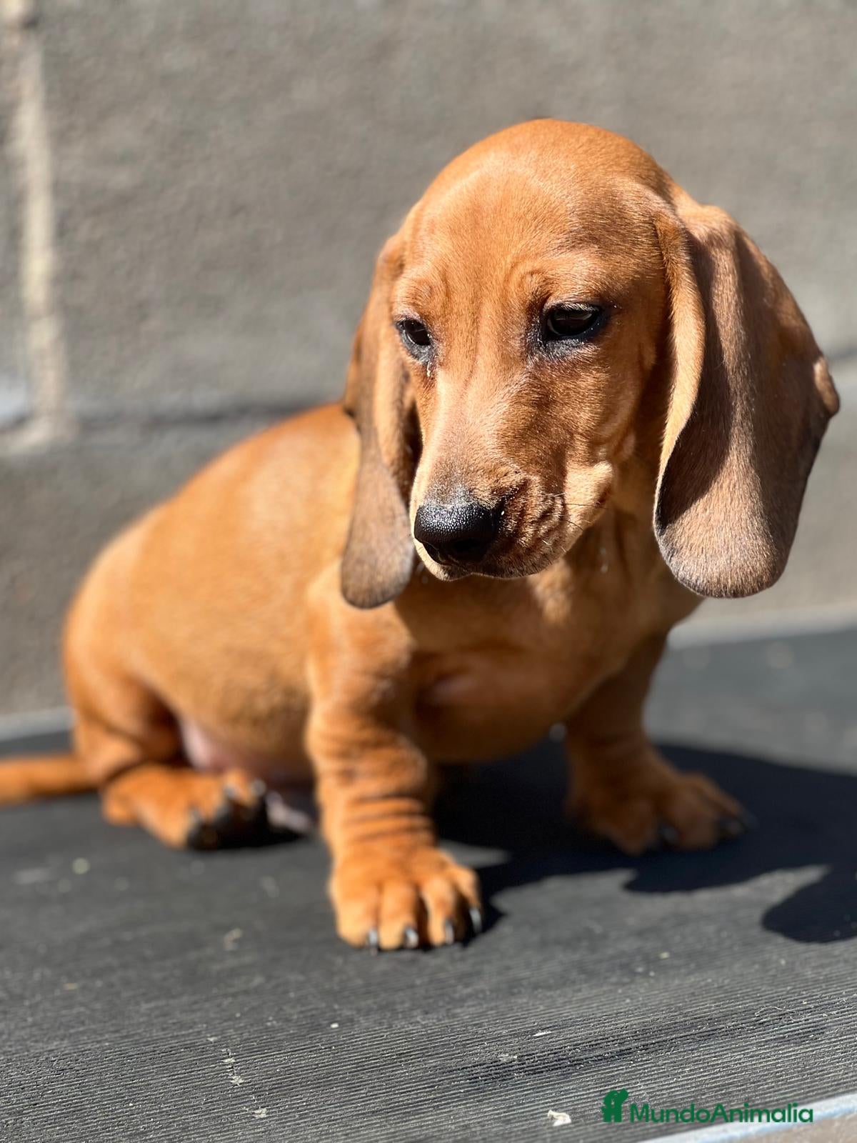 Teckel perros TECKEL ROJO DISPONIBLES en Barcelona - Anuncio 7