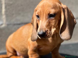 Teckel perros TECKEL ROJO DISPONIBLES en Barcelona - Anuncio 31