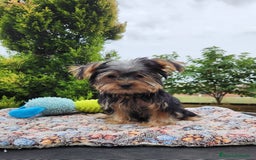 Yorkshire Terrier perros en venta: Yorki toy hembra  - Imagen 1