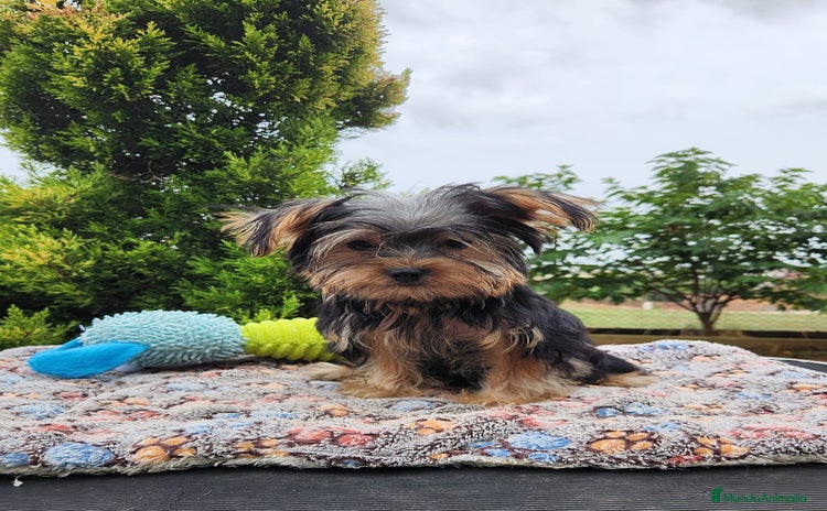Yorkshire Terrier perros - Anuncio 1