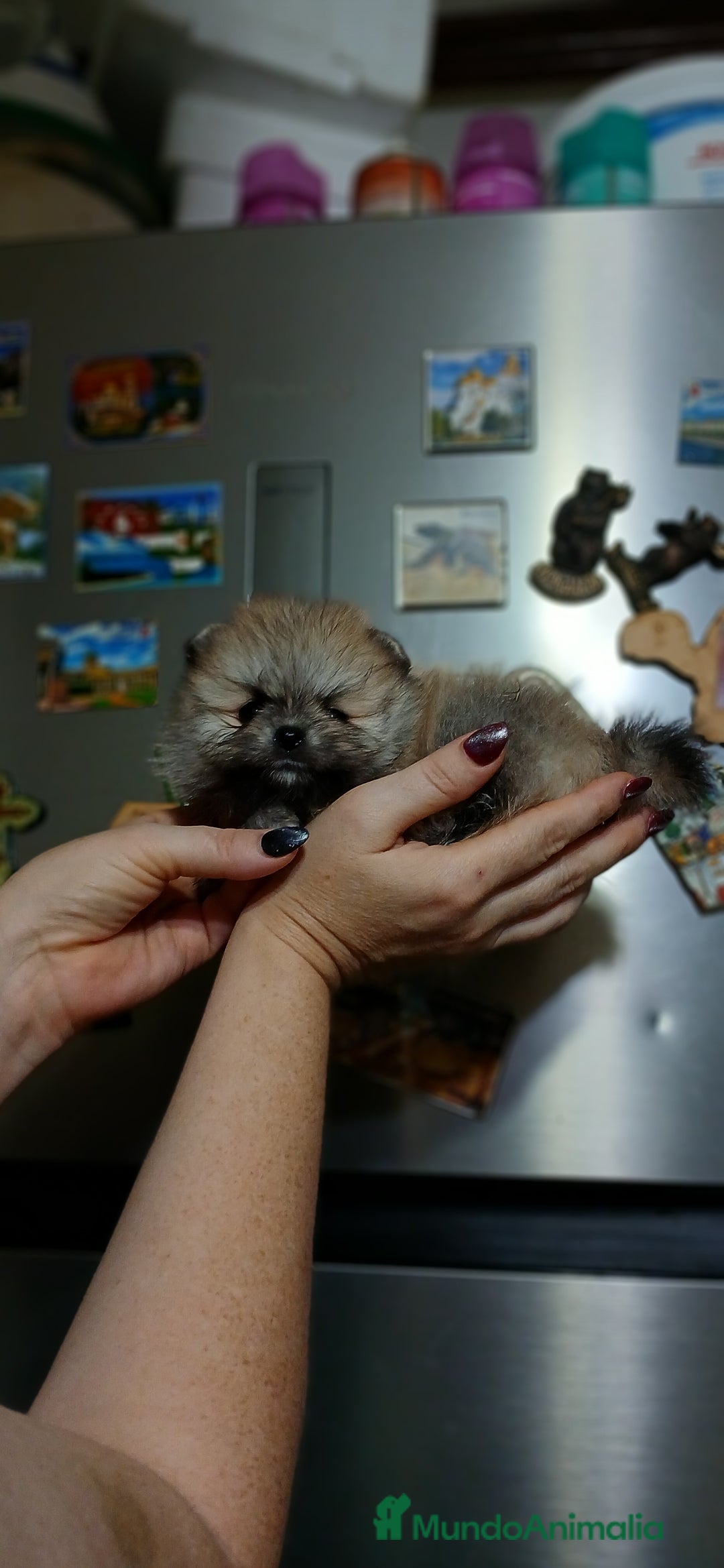 Pomerania perros en venta: Hembritas de pomerania línea rusa y coreana  - Imagen 4