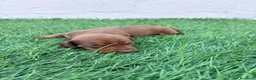 Teckel Miniatura perros en venta: Teckel Miniatura - Anuncio 32