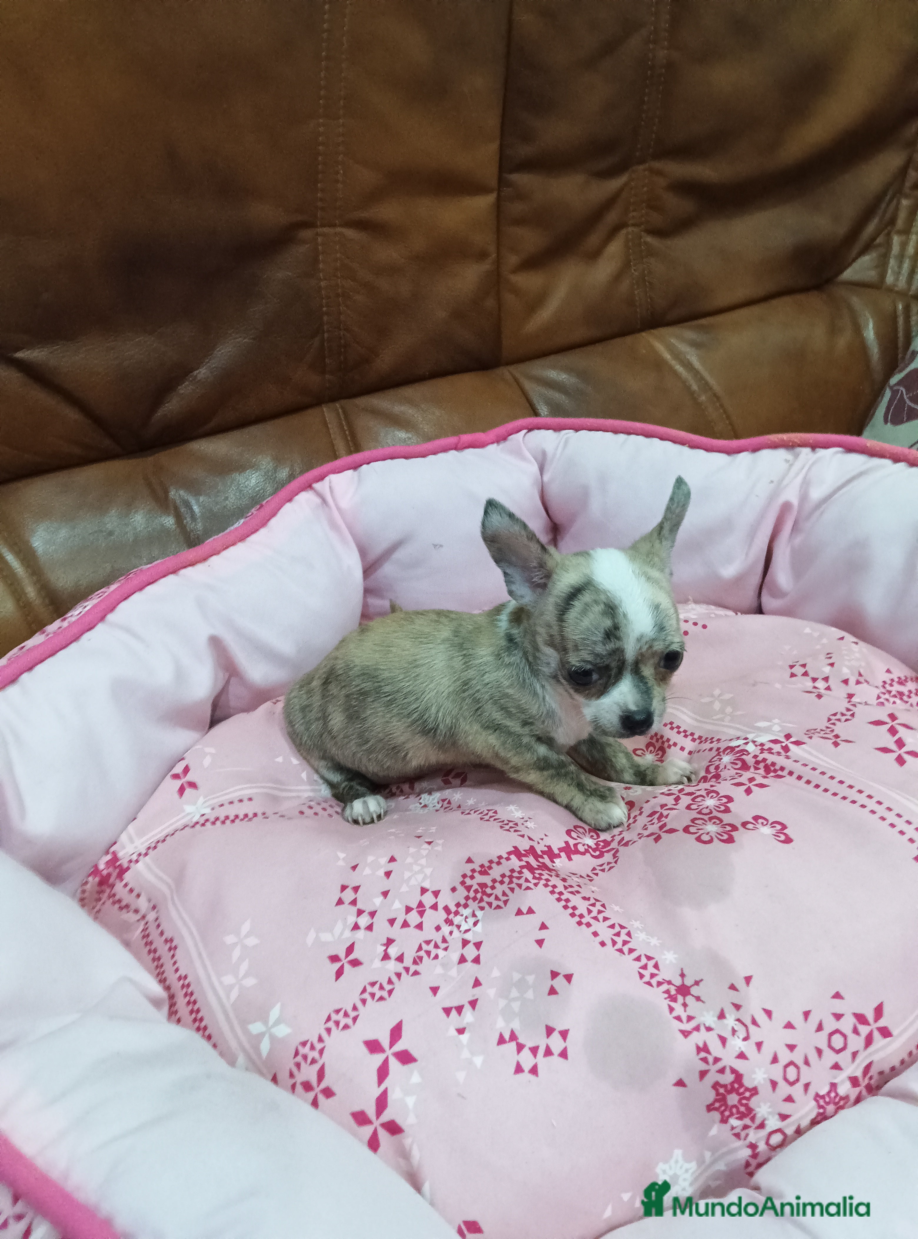 Chihuahua perros Chihuahua toy  - Anuncio 1