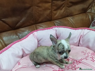 Chihuahua perros Chihuahua toy - Anuncio 1