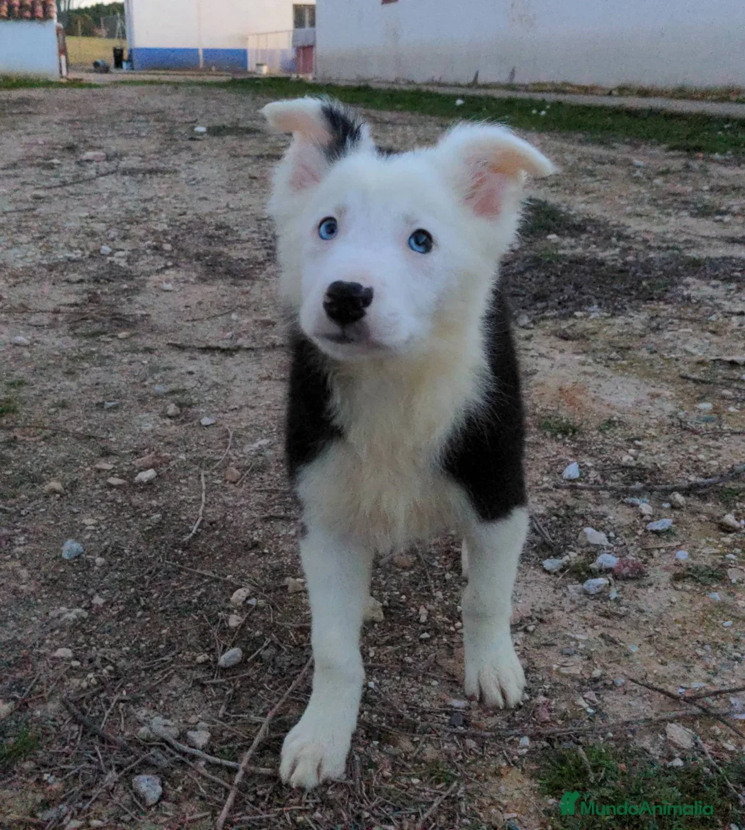 Border Collie perros en venta: Camada de border collie - Anuncio 3