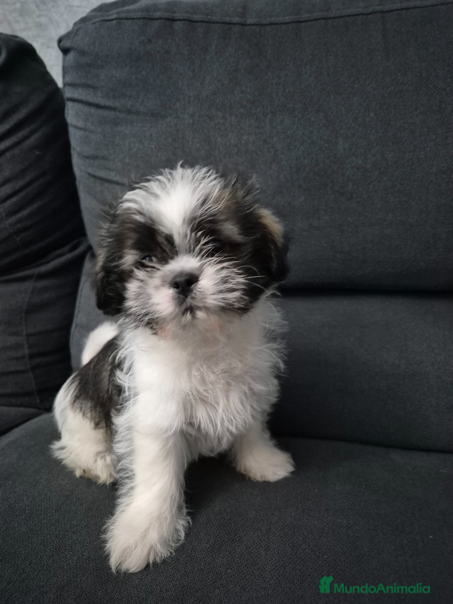 Shih Tzu perros Preciosos shit shu - Anuncio 4