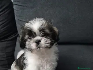 Shih Tzu perros Preciosos shit shu - Anuncio 10